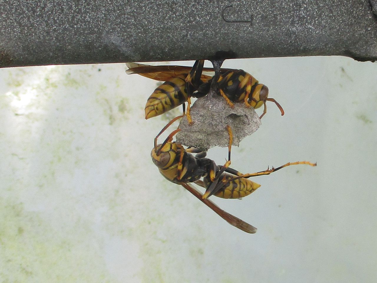 キアシナガバチの巣作り その3 大小迫 つむぎの家