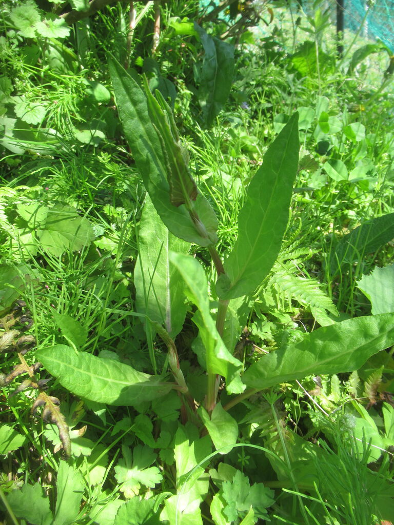 思いでの野草 スイバ 大小迫 つむぎの家 思いでの野草 スイバ 大小迫 つむぎの家