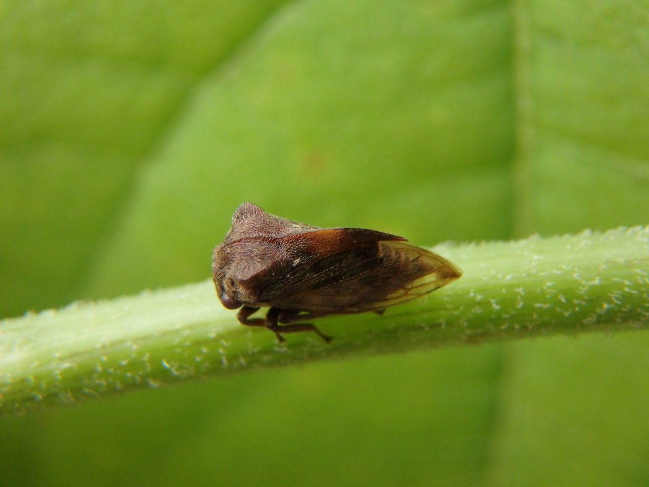 米粒ほどの小さな虫 大小迫 つむぎの家 米粒ほどの小さな虫 大小迫 つむぎの家