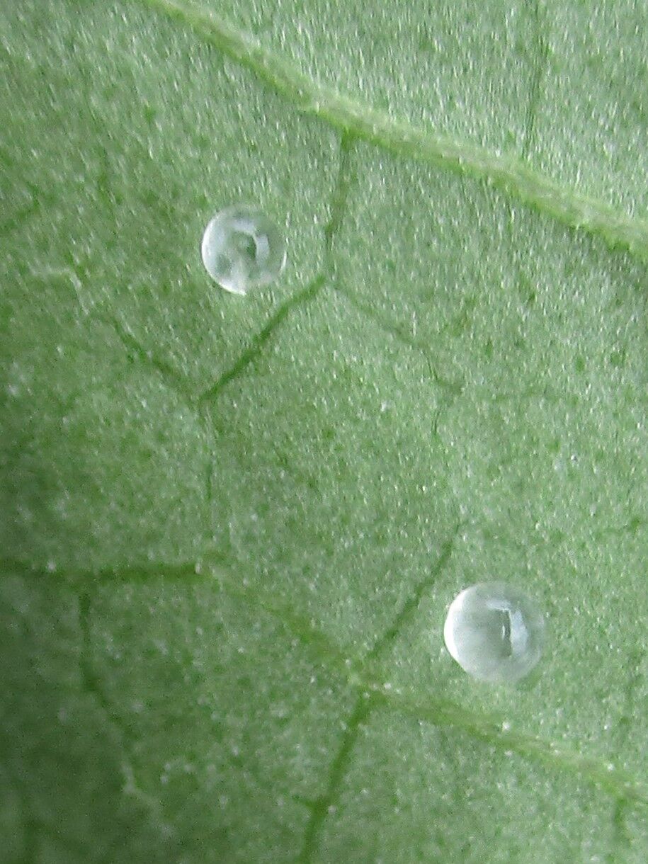 オクラの害虫 ワタノメイガ 大小迫 つむぎの家