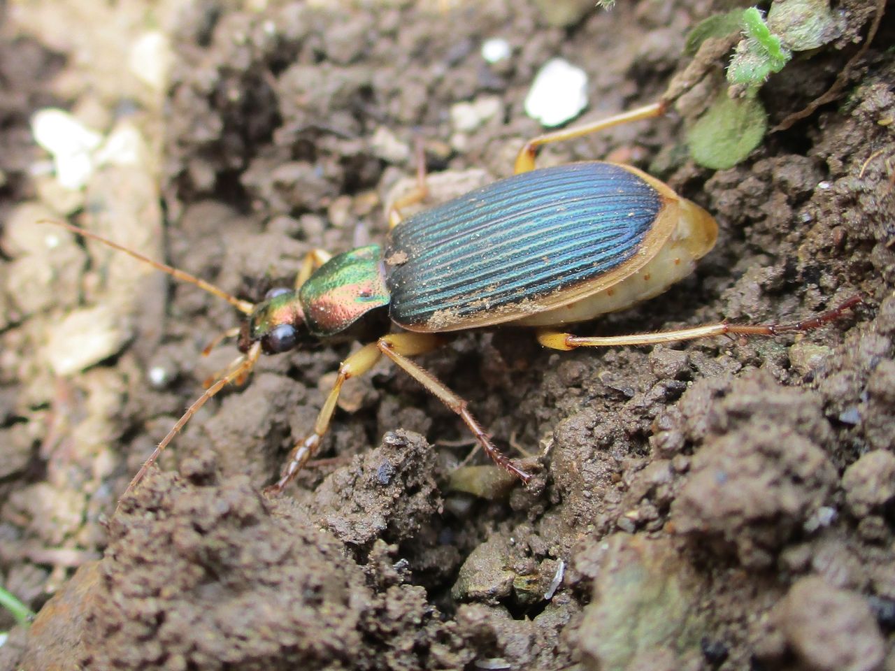 きれいな ゴミムシ 大小迫 つむぎの家 きれいな ゴミムシ 大小迫 つむぎの家