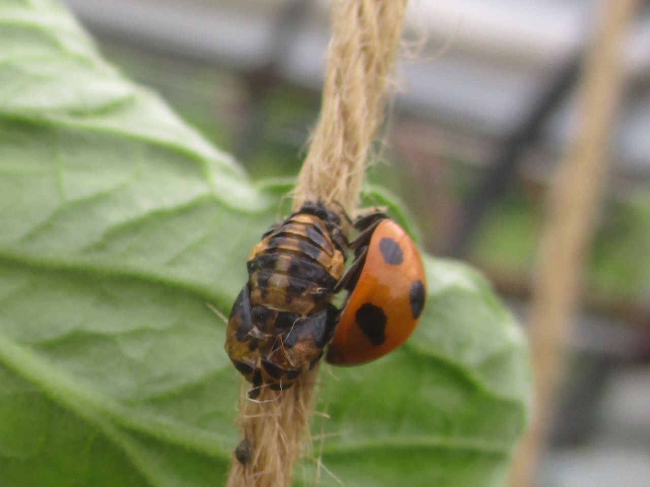 昆虫 大小迫 つむぎの家 昆虫 大小迫 つむぎの家