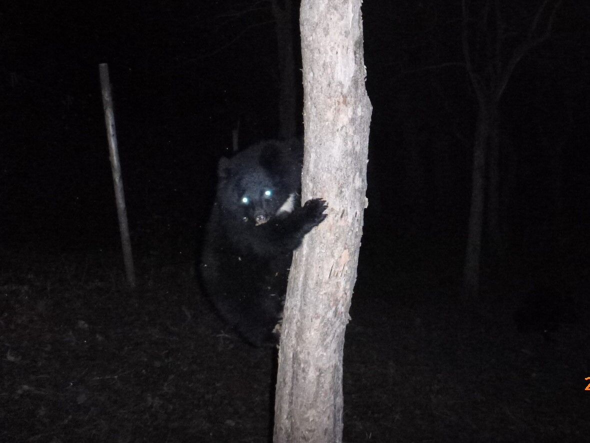 柿を食べに来た動物 その2 大小迫 つむぎの家