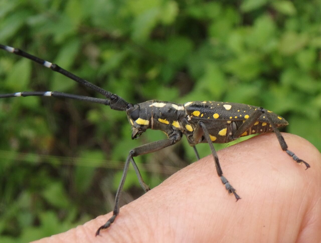 イチジクの害虫 キボシカミキリ とアカゲラ 大小迫 つむぎの家