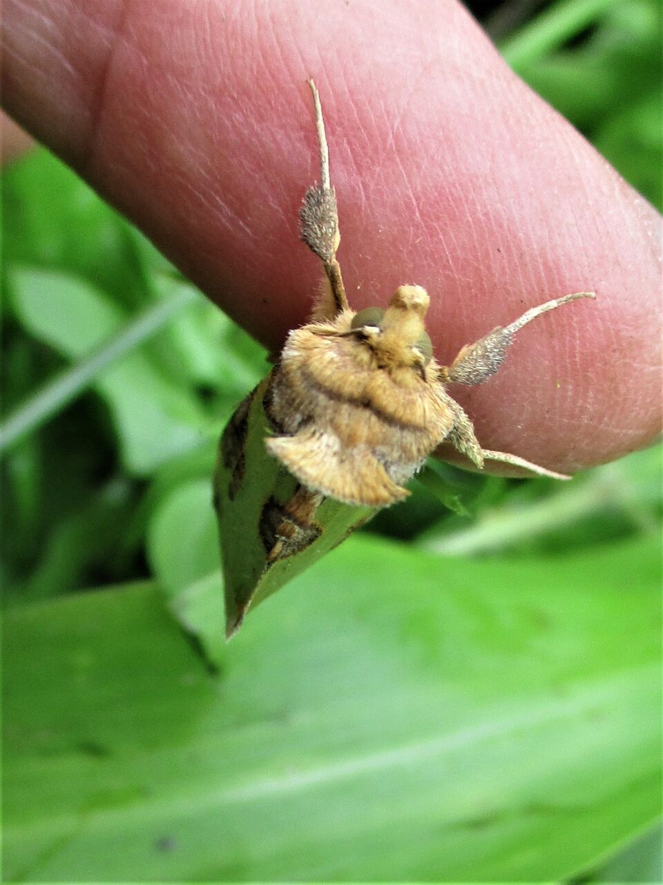 ヒサゴキンウワバ 蛾 との出会い 大小迫 つむぎの家