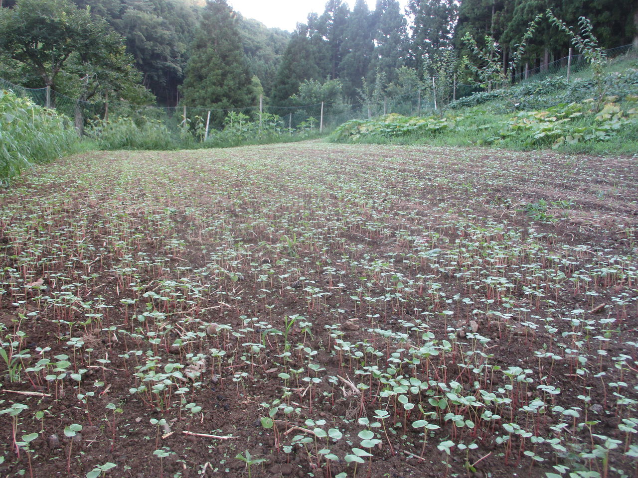 ソバの生長 大小迫 つむぎの家