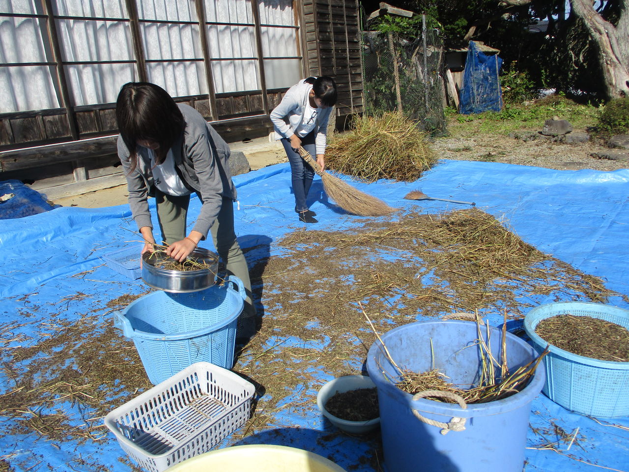 唐箕による脱穀・脱粒作業と6年生 : 大小迫 つむぎの家