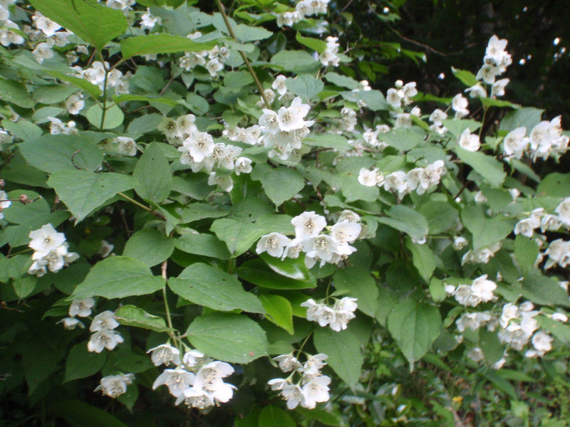 裏山の樹木の花 : 大小迫 つむぎの家