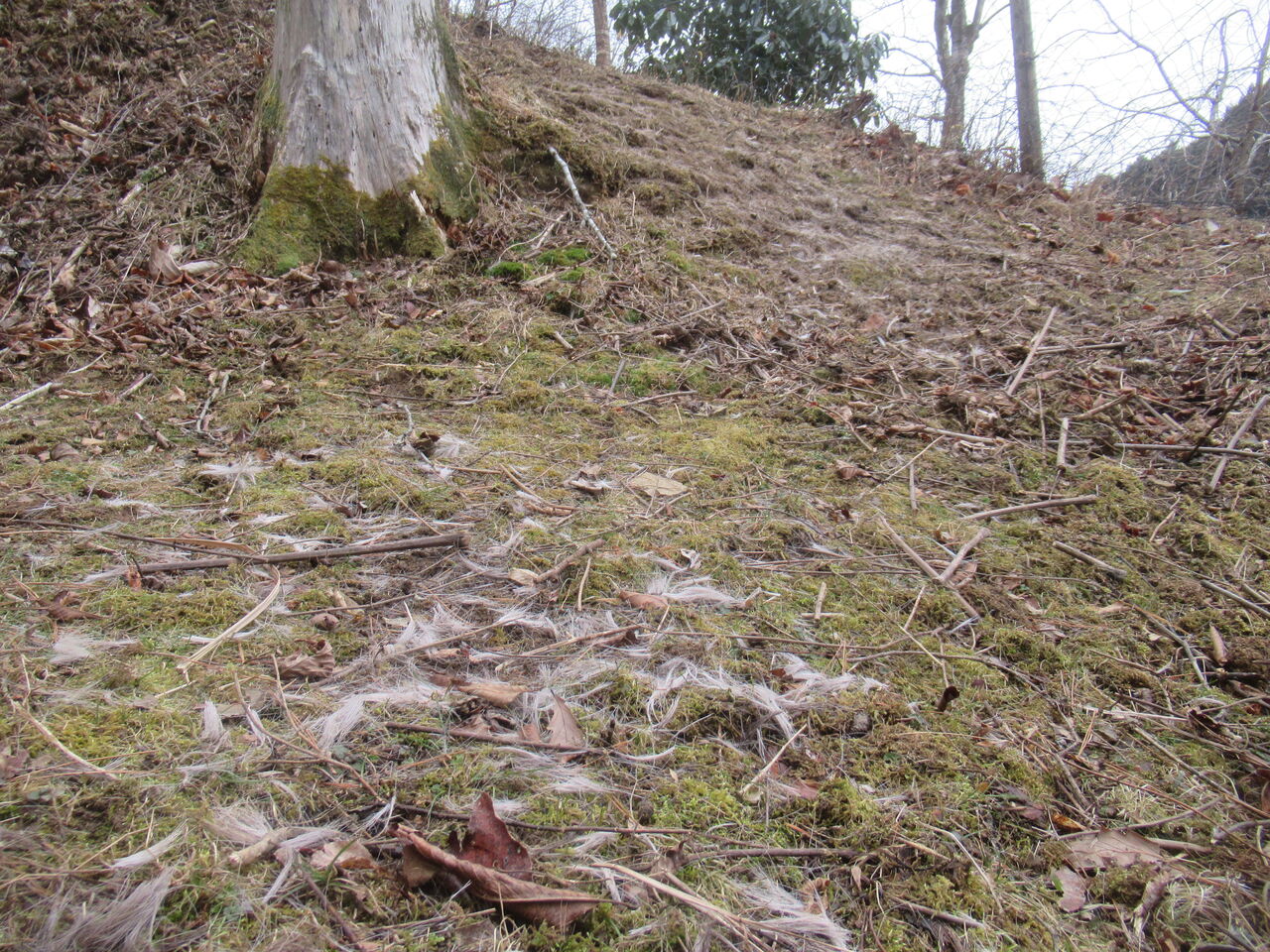 ヤギたちの不思議な行動 その2 大小迫 つむぎの家