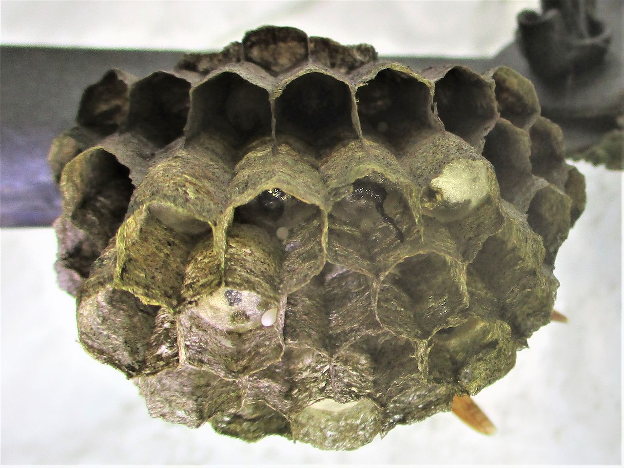 キアシナガバチの巣作り その９ 大小迫 つむぎの家