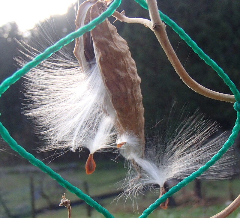 ガガイモの種髪が始まりました 大小迫 つむぎの家