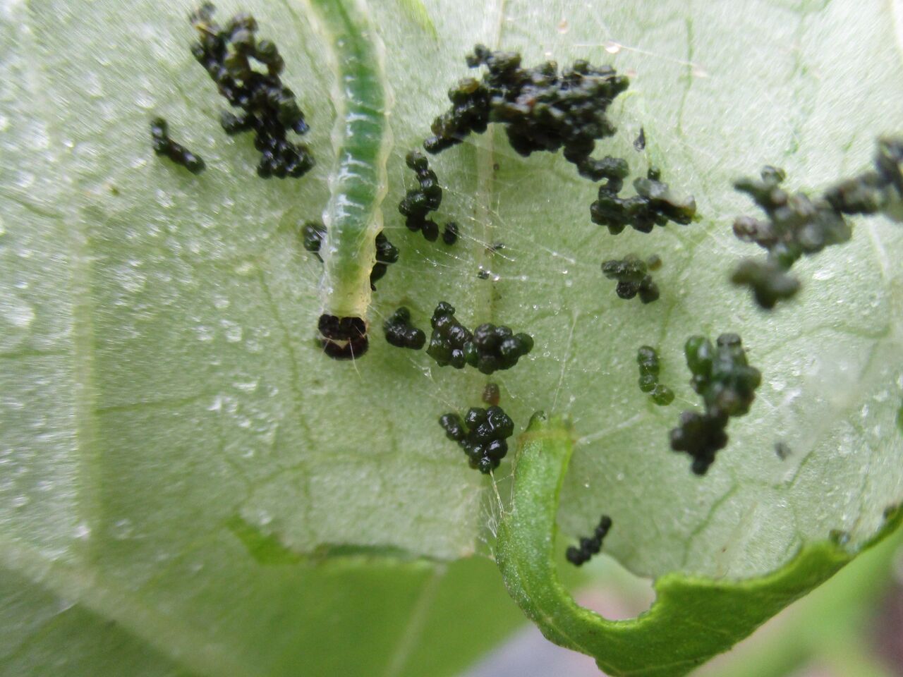 オクラの害虫 ワタノメイガ 大小迫 つむぎの家