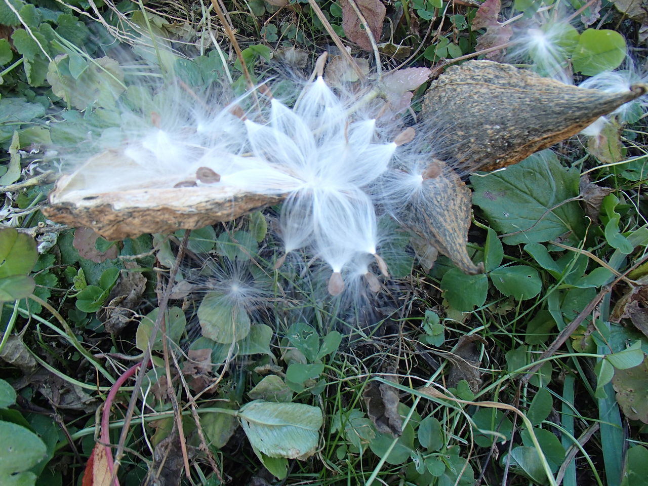 青空に舞うガガイモの種髪 大小迫 つむぎの家