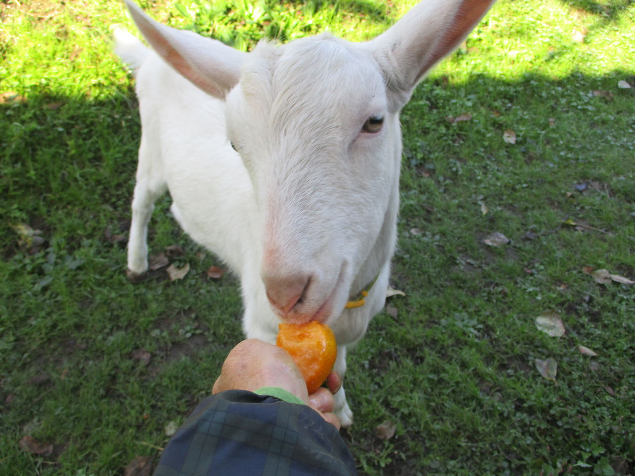 生後5か月を経た子ヤギの タカ 大小迫 つむぎの家