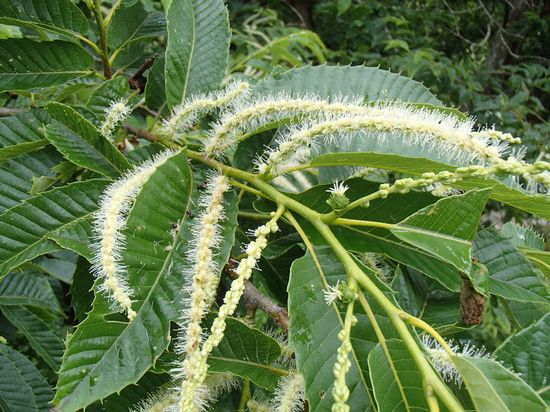 クリの木に集まる虫たち 大小迫 つむぎの家