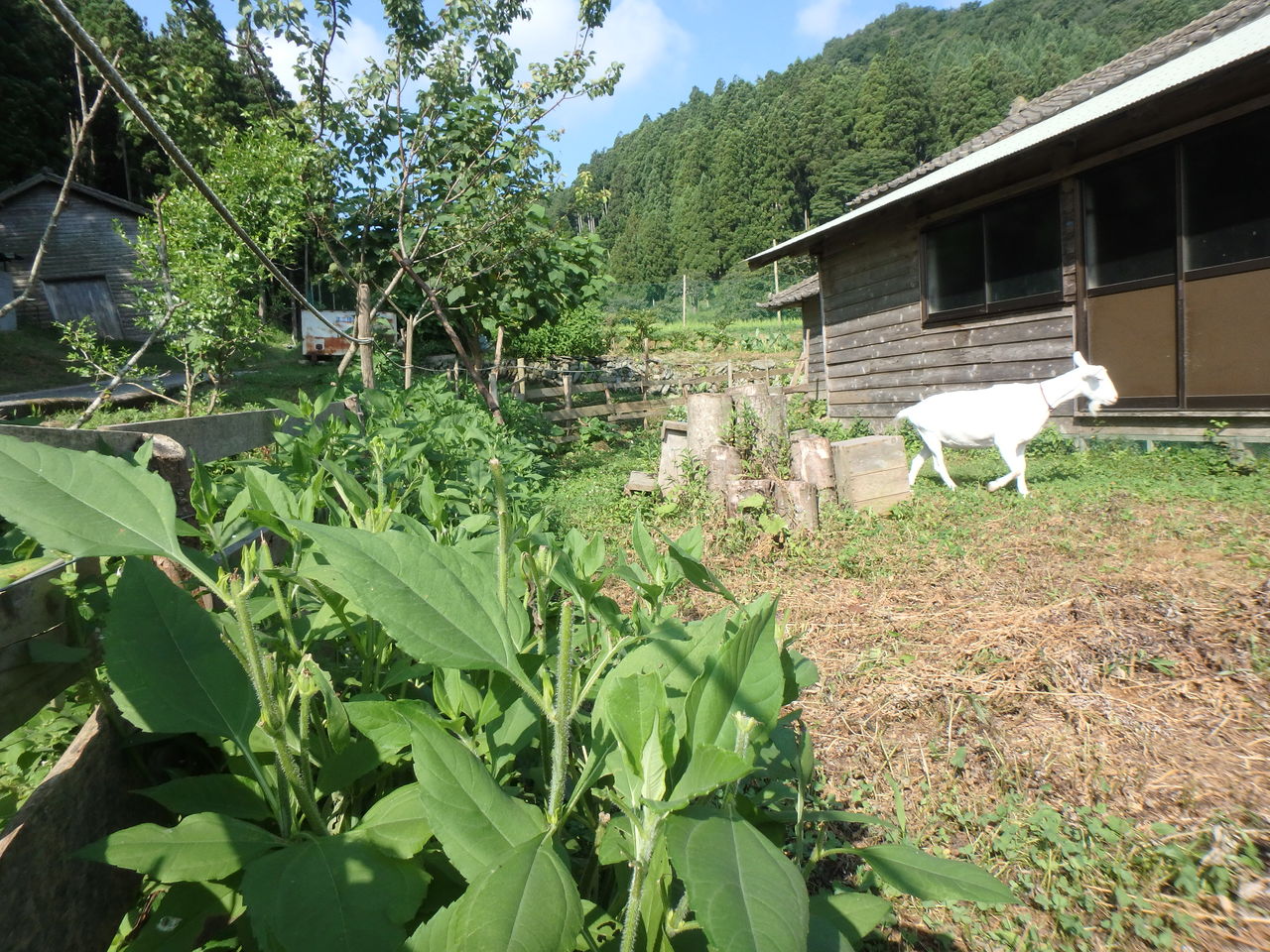 ヤギの除草効果は 大小迫 つむぎの家