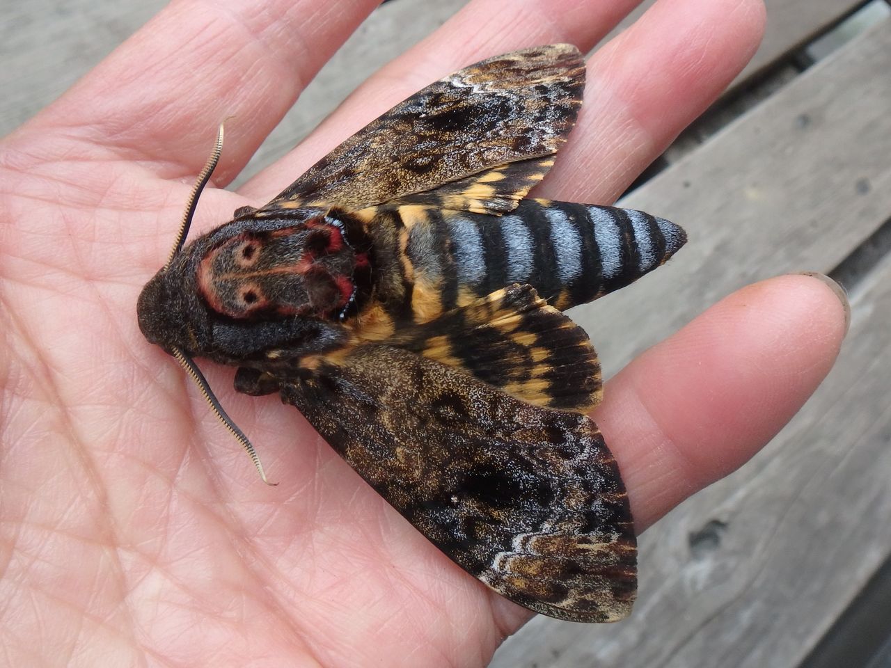 クロメンガタスズメ（国産） クロメンガタスズメ | 農業害虫や病害の防除・農薬情報｜病害虫