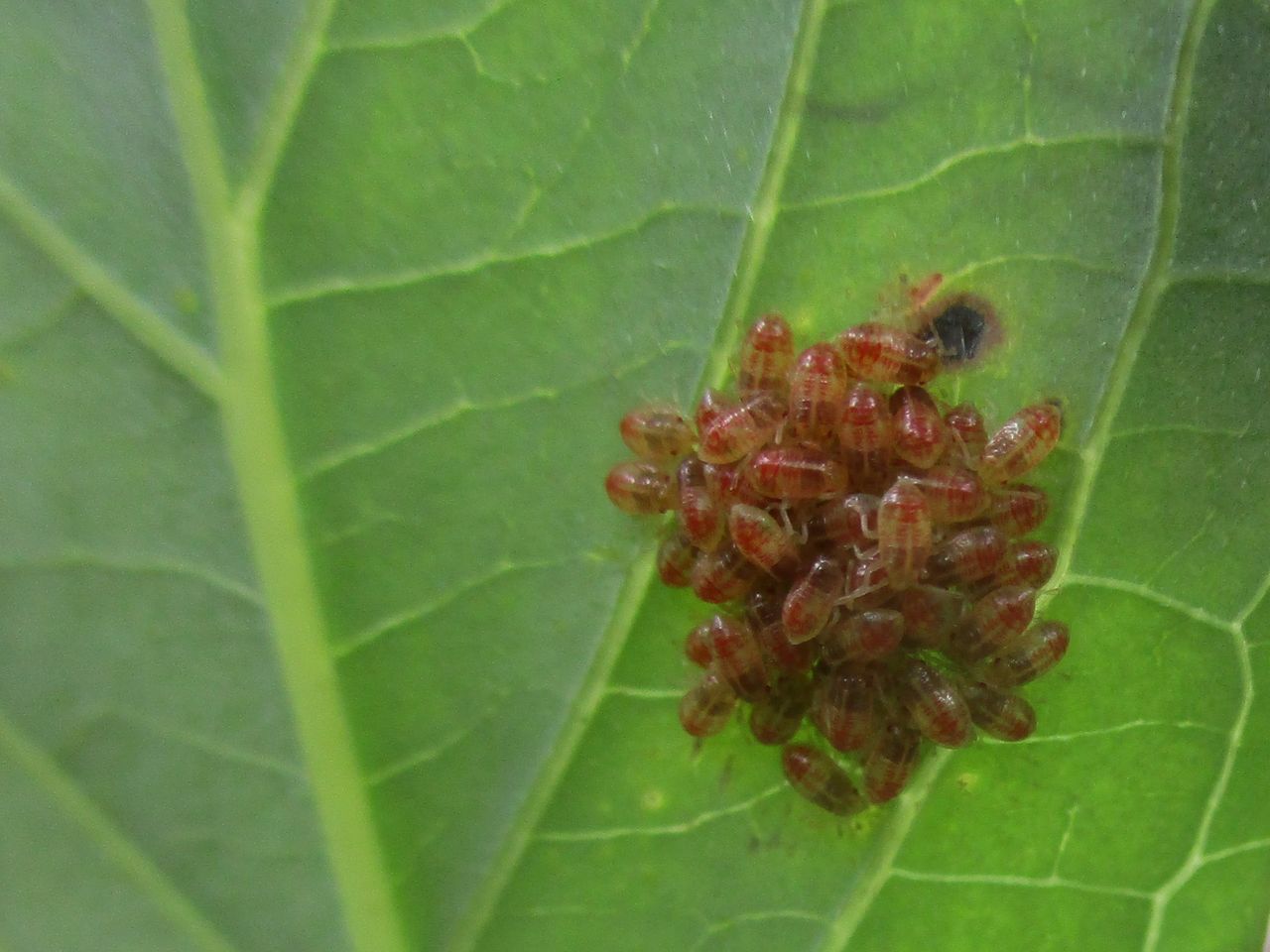 卵や幼虫を守る カメムシ 大小迫 つむぎの家 卵や幼虫を守る カメムシ 大小迫 つむぎの家