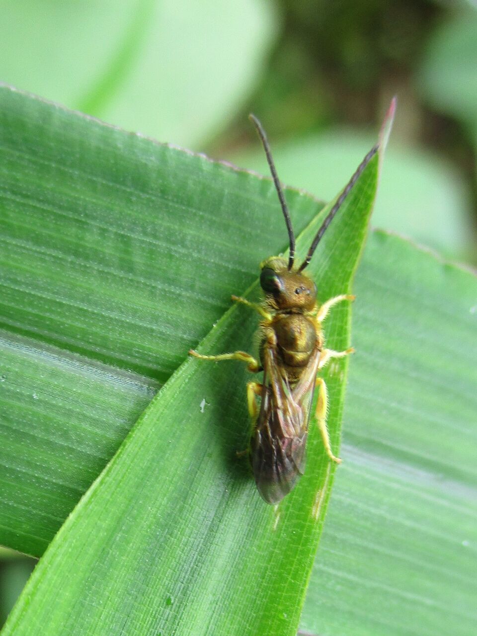 黄銅色の小さなハチ アカガネコハナバチ 大小迫 つむぎの家
