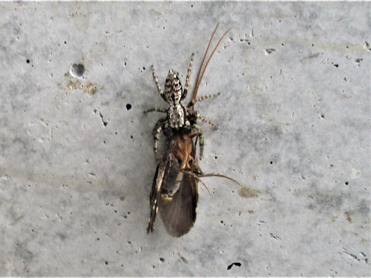ハエトリグモの狩り 大小迫 つむぎの家