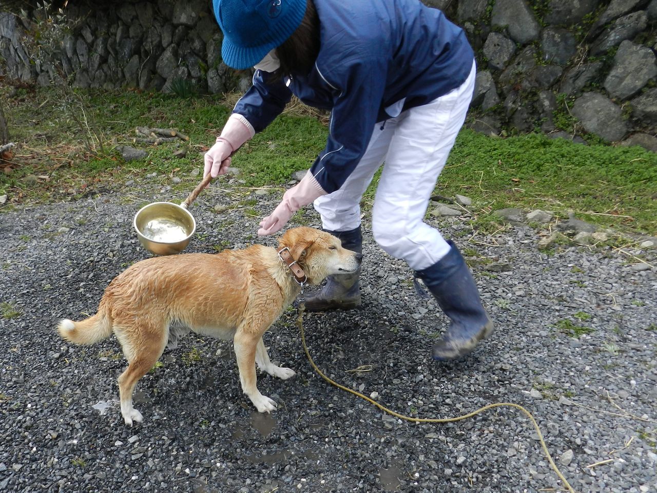 ヤマト 犬 のシャンプー洗い 大小迫 つむぎの家