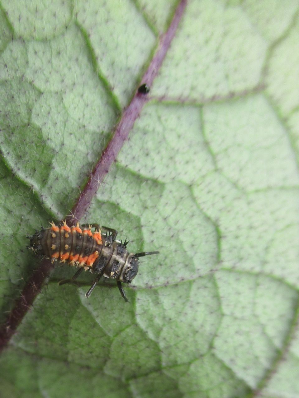 テントウムシ 生物農薬 大小迫 つむぎの家