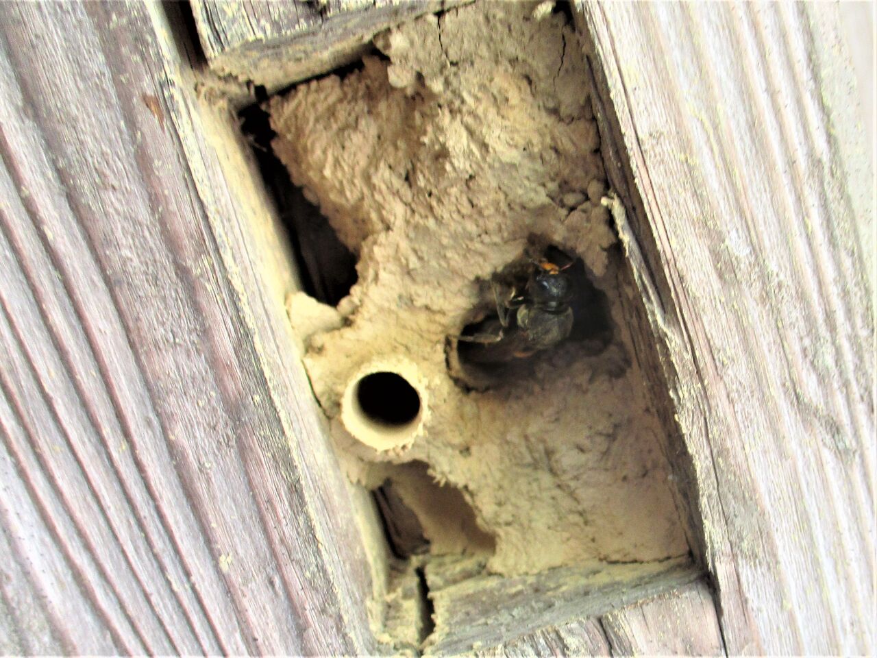 エントツドロバチの巣作り その１ 大小迫 つむぎの家
