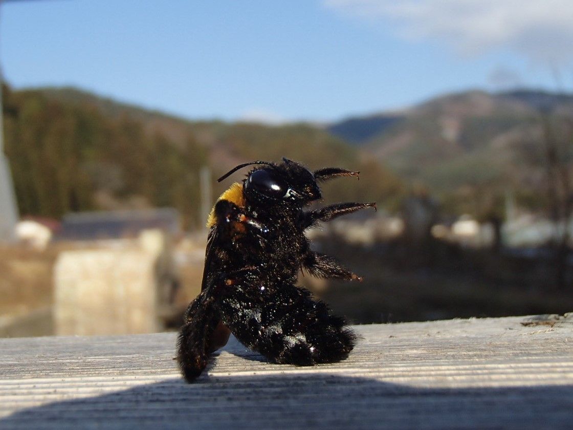 冬眠中のクマバチ 大小迫 つむぎの家 冬眠中のクマバチ 大小迫 つむぎの家