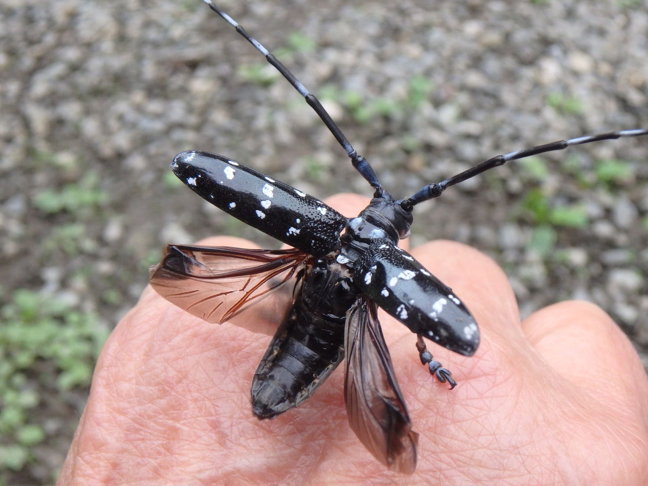 テッポウムシを食べるアカゲラ 大小迫 つむぎの家