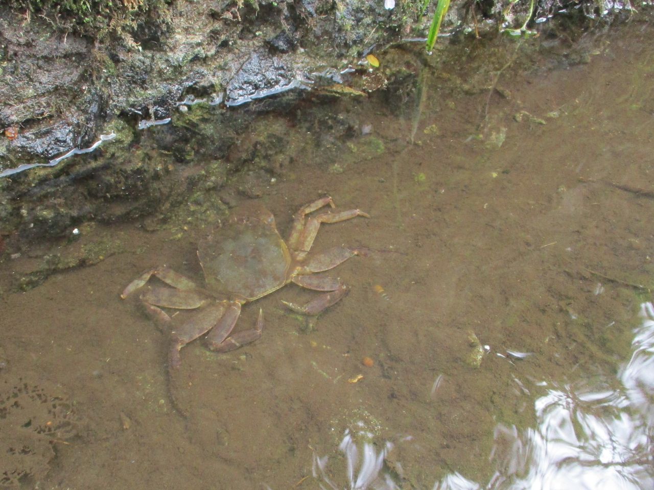 水辺の生き物 モクズガニとヤマカガシ 大小迫 つむぎの家