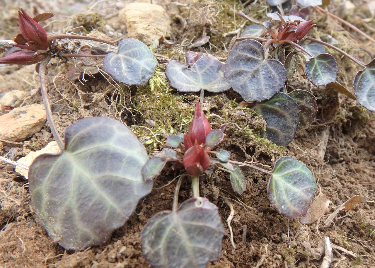 草花 大小迫 つむぎの家
