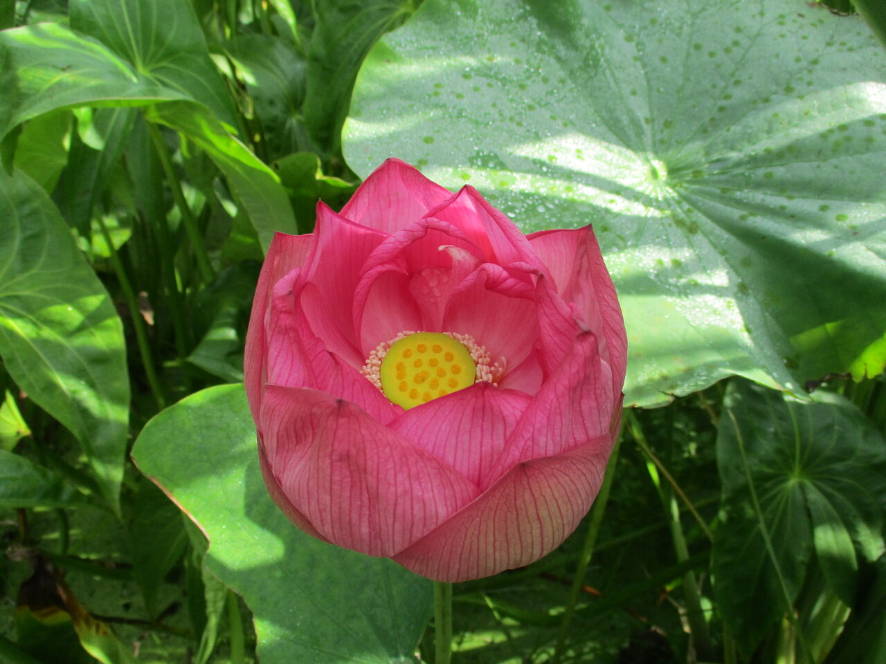 大輪の花 大賀ハス 大小迫 つむぎの家