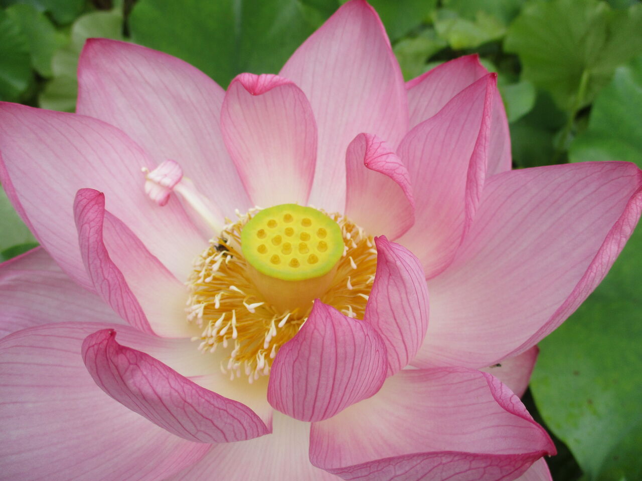 大輪の花 大賀ハス 大小迫 つむぎの家