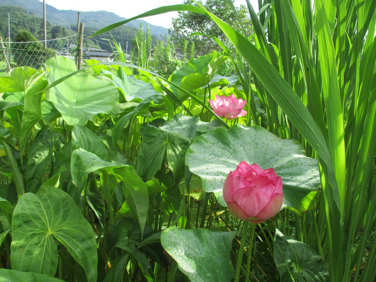 大輪の花 大賀ハス 大小迫 つむぎの家