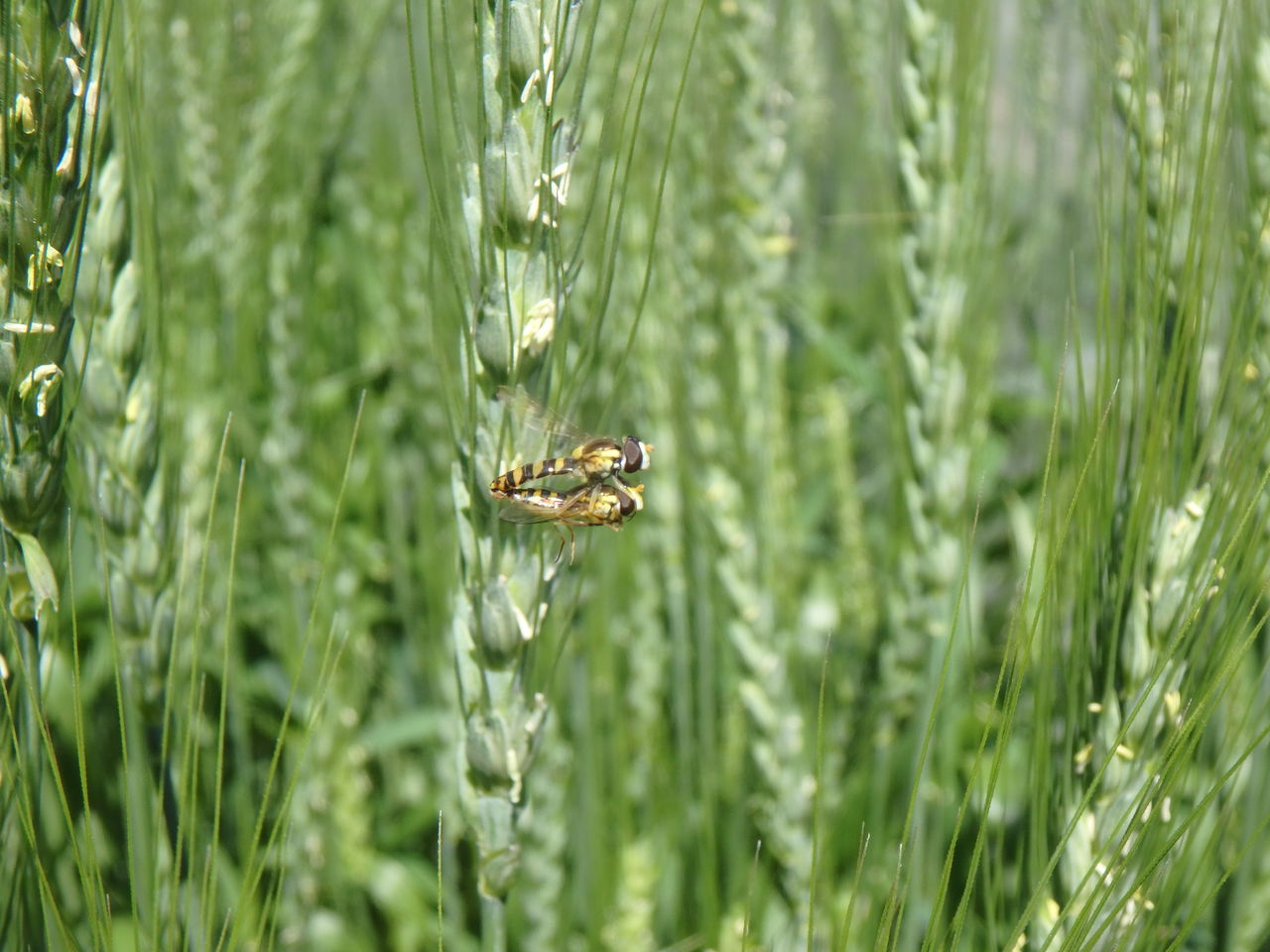 麦畑に集う昆虫たち : 大小迫 つむぎの家