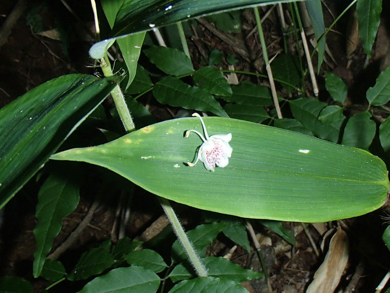裏山の樹木の花 : 大小迫 つむぎの家