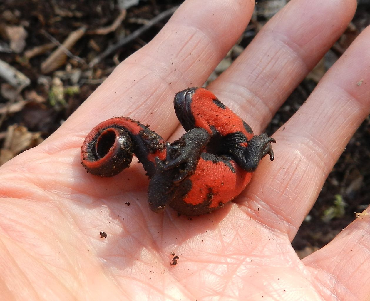 冬眠中の両生類 ヤマアカガエルとアカハライモリ 大小迫 つむぎの家 冬眠中の両生類 ヤマアカガエルとアカハライモリ 大小迫 つむぎの家