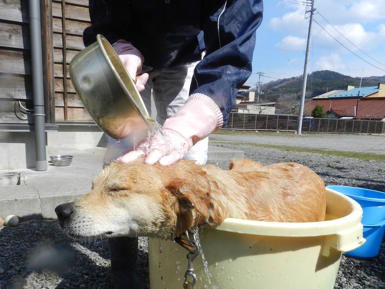 ヤマト 犬 のシャンプー洗い 大小迫 つむぎの家