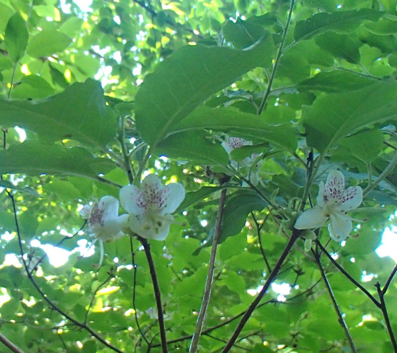 裏山の樹木の花 : 大小迫 つむぎの家