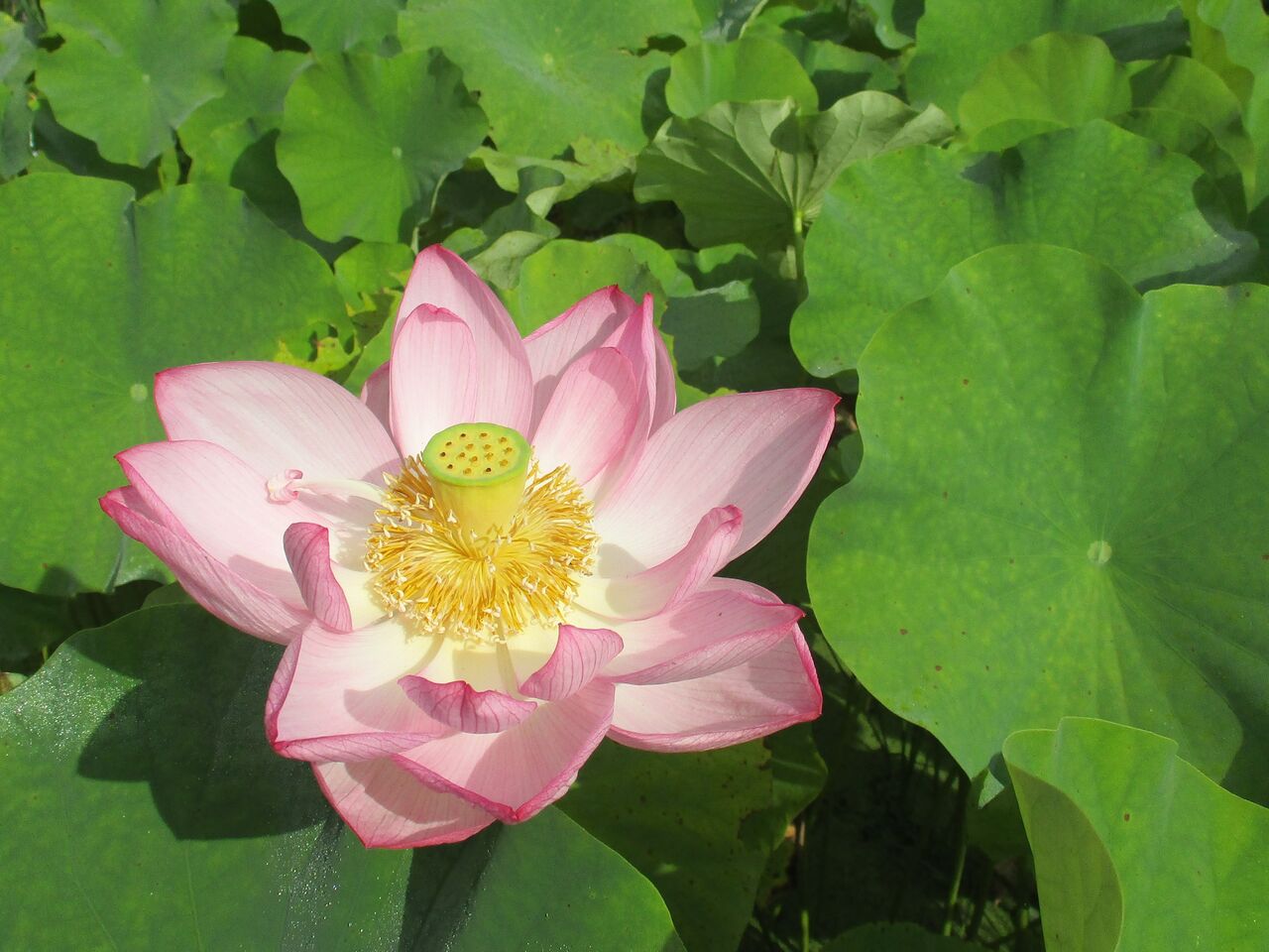 大輪の花 大賀ハス 大小迫 つむぎの家