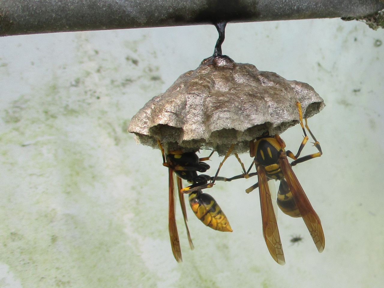 キアシナガバチの巣作り その８ 大小迫 つむぎの家