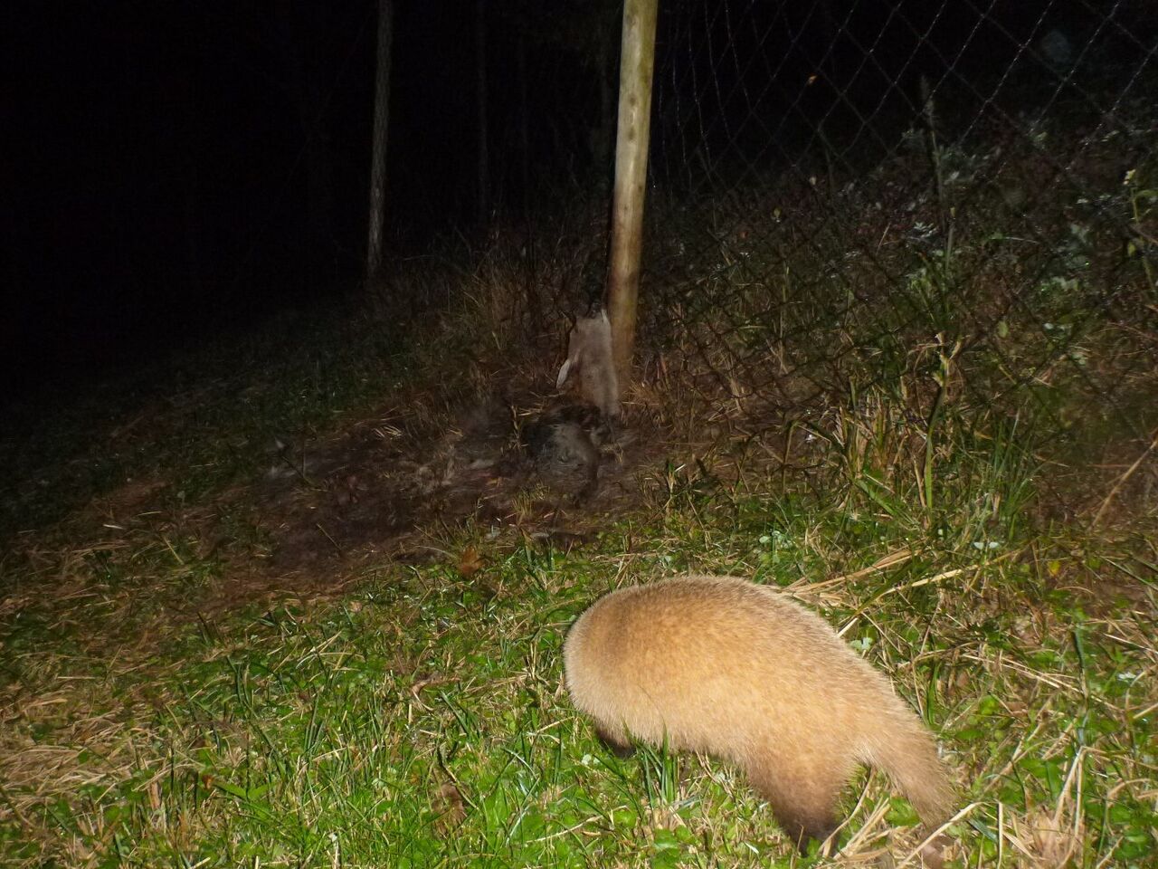 ニホンジカの死骸と腐肉食動物 大小迫 つむぎの家