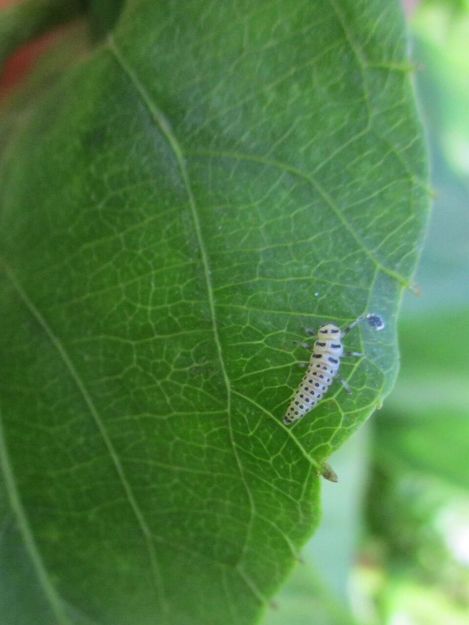 菌食性の キイロテントウ 大小迫 つむぎの家 菌食性の キイロテントウ 大小迫 つむぎの家