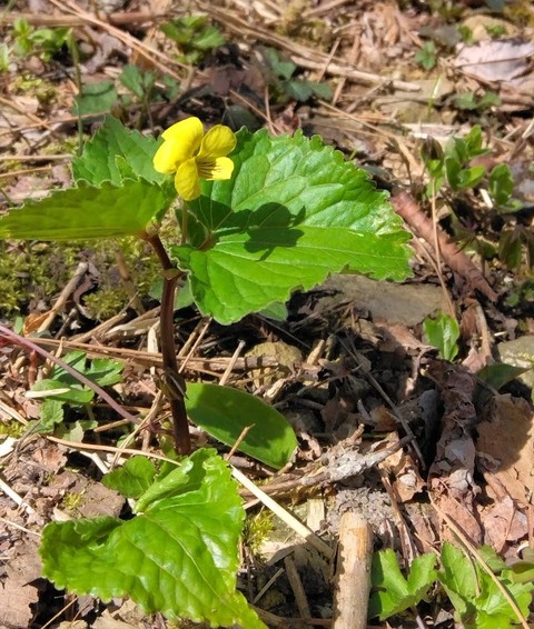 オオバキスミレ