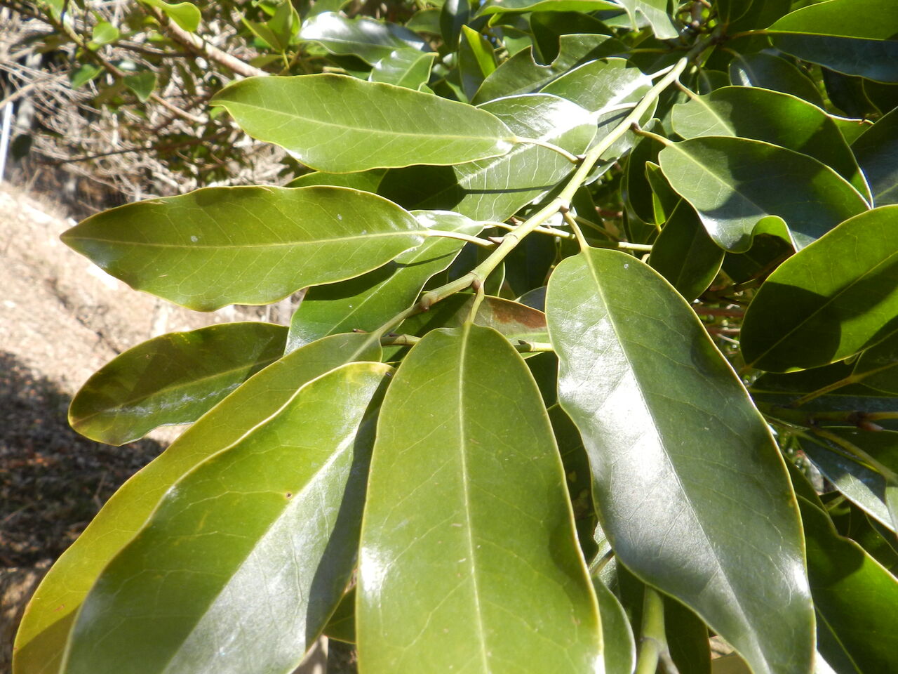 つむぎの家の植樹木 ⑦カシ類(アカガシ・アラカシ・ウバメガシ・シラカシ) : 大小迫 つむぎの家