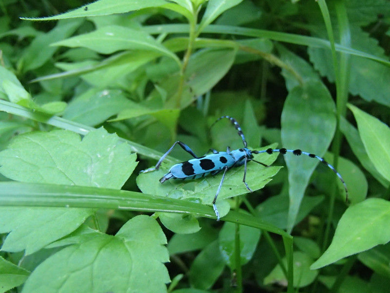 青い甲虫 ルリボシカミキリ 大小迫 つむぎの家 青い甲虫 ルリボシカミキリ 大小迫 つむぎの家