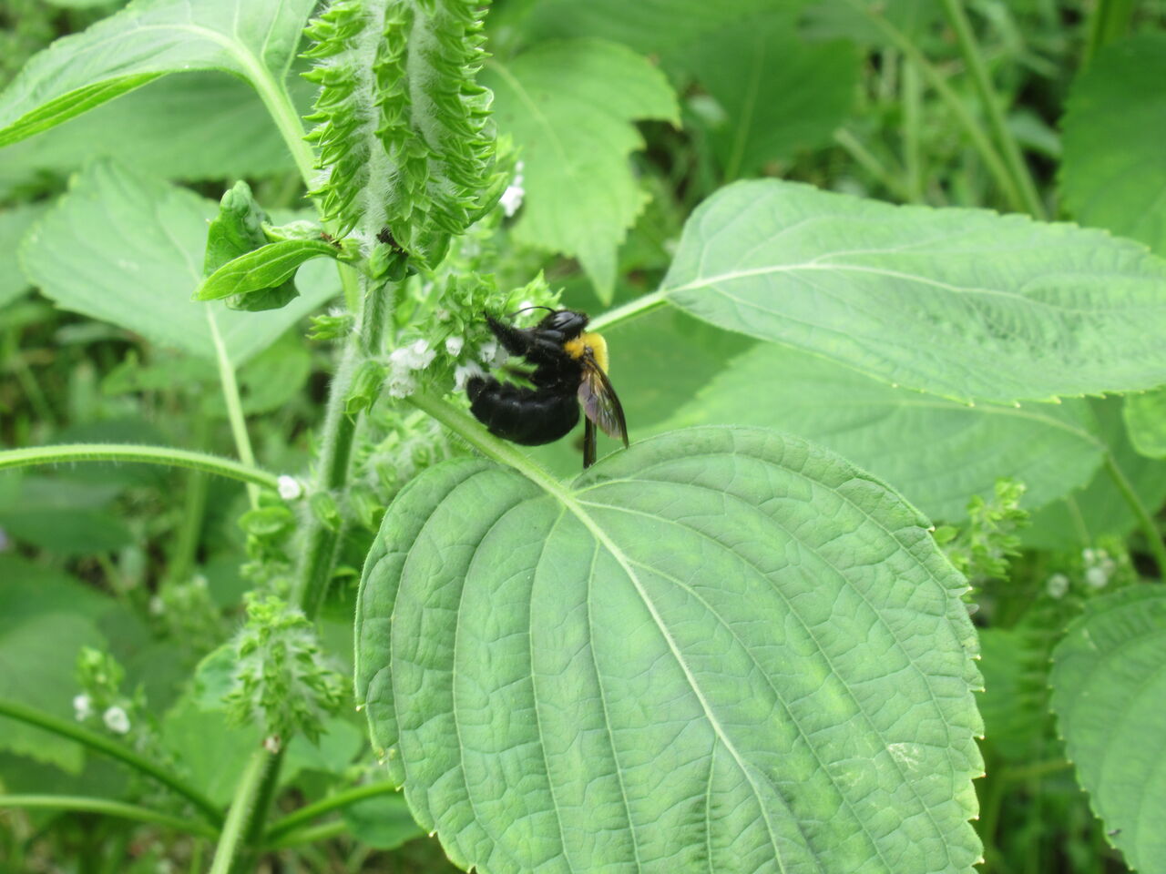 エゴマの花に集う昆虫 大小迫 つむぎの家 エゴマの花に集う昆虫 大小迫 つむぎの家