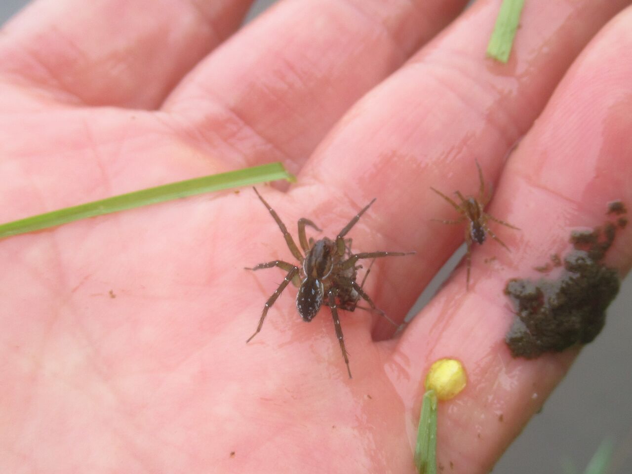 クモ コモリグモ がクモを捕食 大小迫 つむぎの家