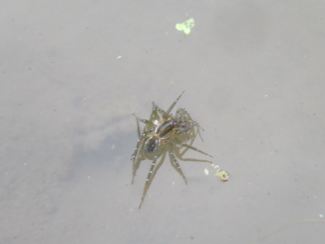 クモ コモリグモ がクモを捕食 大小迫 つむぎの家