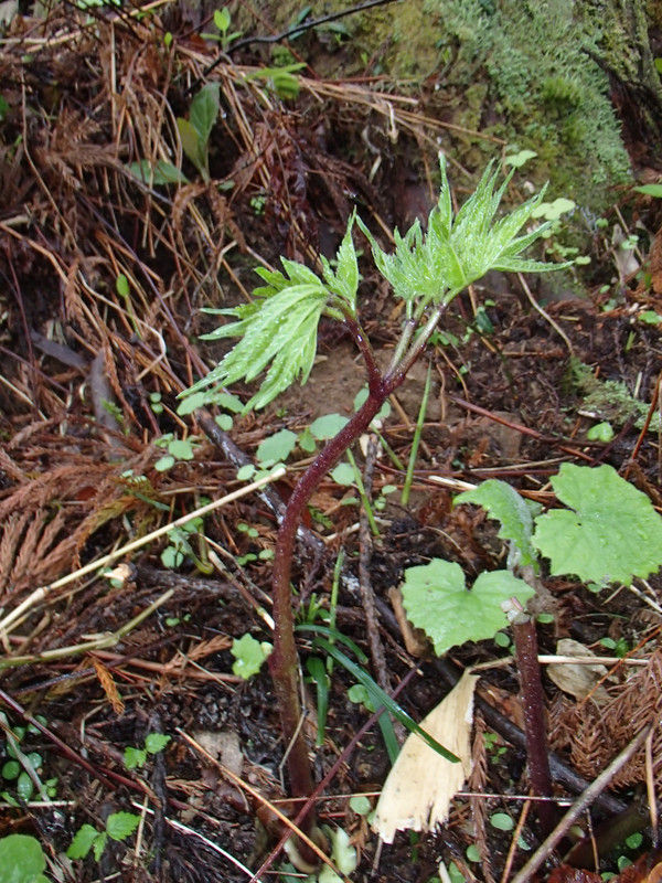 毒草を食べる サラシナショウマ 大小迫 つむぎの家